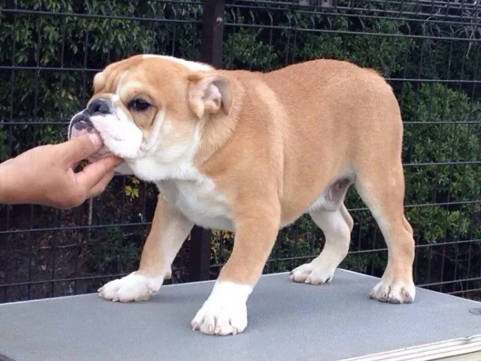 ID：1407-00913の子犬