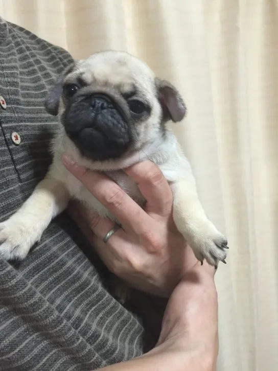 ID：1607-01415の子犬