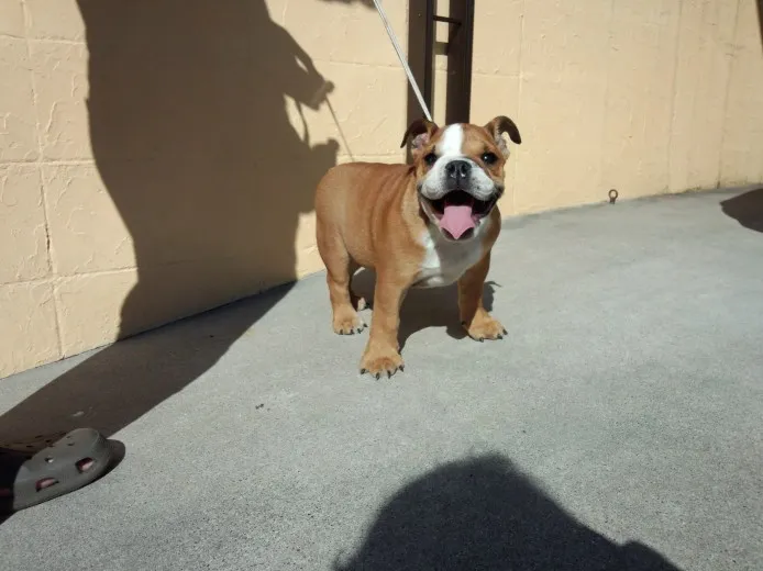 ID：1210-00749の子犬