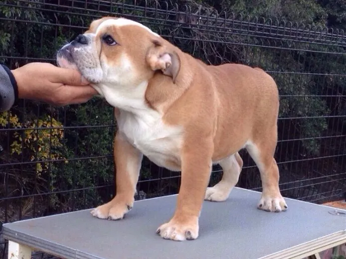 ID：1407-00914の子犬