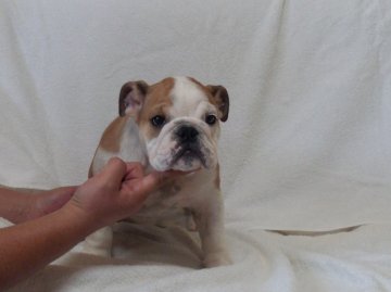 ブルドッグ【奈良県・女の子・2012年6月26日・レッド&ホワイト】の写真「」