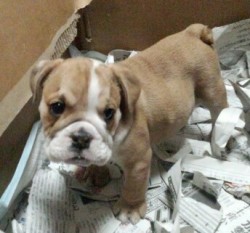 ブルドッグ【奈良県・女の子・2014年5月26日・レッド&ホワイト】の写真「可愛いお顔の甘えん坊です。」