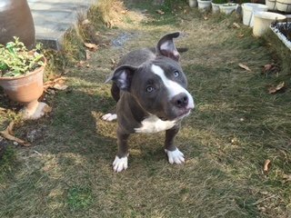 アメリカンブリースタイル(ポケット)【奈良県・女の子・2014年7月25日・ブルー&ホワイト】の写真「賢く人懐こい仔です。」