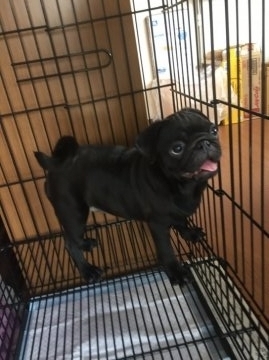 パグ【奈良県・女の子・2016年5月25日・ブラック】の写真「可愛いお顔の女の仔です。」