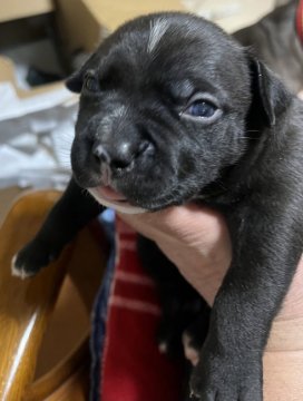 アメリカンブリー(スタンダード)【奈良県・男の子・2021年12月22日・ブラック&ホワイト】の写真「母乳のみで　しっかりと成長しています。」