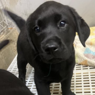 ラブラドールレトリバー【奈良県・男の子・2023年11月11日・ブラック】の写真「明るく人懐こい仔です。」