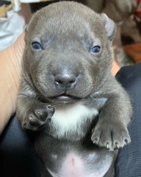 アメリカンブリー(スタンダード)【奈良県・男の子・2021年12月22日・ブルー&ホワイト】の写真「母乳で、コロコロに成長しています。」