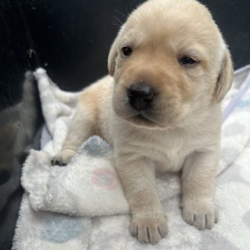 ラブラドールレトリバー【奈良県・男の子・2024年5月13日・イエロー】の写真「性格の良い両親から誕生日しました。」