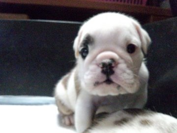 ブルドッグ【奈良県・男の子・2014年9月5日・レッド&ホワイト】の写真「ショートボディで、まゆ毛が可愛い男の仔！」