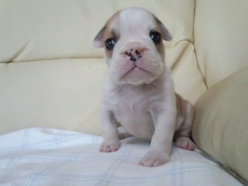 ブルドッグ【奈良県・男の子・2014年4月27日・レッド&ホワイト】の写真「」