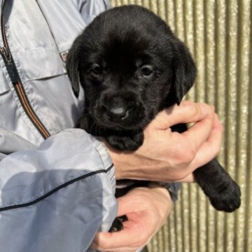 ラブラドールレトリバー【奈良県・男の子・2022年12月14日・ブラック】の写真「とても性格の明るい人懐こい仔です。」