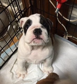 ブルドッグ【奈良県・女の子・2014年9月5日・レッド&ホワイト】の写真「」