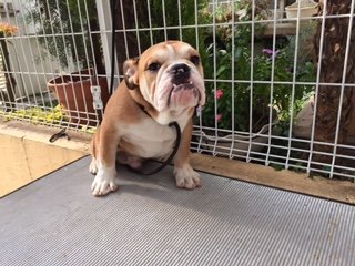 ブルドッグ【奈良県・男の子・2014年5月26日・レッド&ホワイト】の写真「キリッ！とした目力のある仔です。」