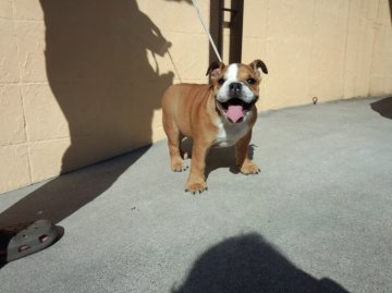 ブルドッグ【奈良県・女の子・2012年6月26日・レッド&ホワイト】の写真「」