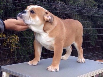 ブルドッグ【奈良県・男の子・2014年5月26日・レッド&ホワイト】の写真「可愛いお顔の男の仔」