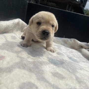 ラブラドールレトリバー【奈良県・女の子・2024年5月13日・イエロー】の写真「温厚な両親から産まれた　良い子です。」