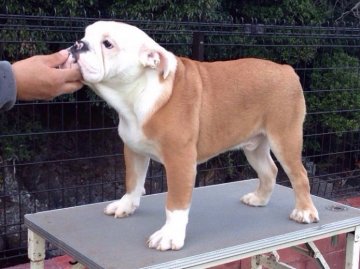 ブルドッグ【奈良県・男の子・2014年5月26日・レッド&ホワイト】の写真「ちょっと、ブサイク？でも良い仔です。」