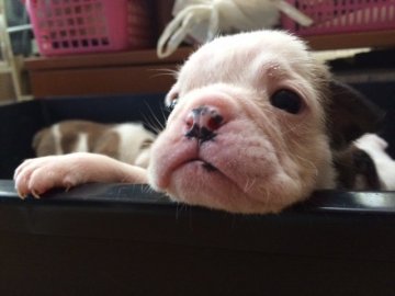 ブルドッグ【奈良県・女の子・2014年9月5日・ホワイト&レッド】の写真「」