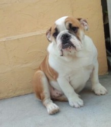 ブルドッグ【奈良県・女の子・2012年12月8日・レッド&ホワイト】の写真「」