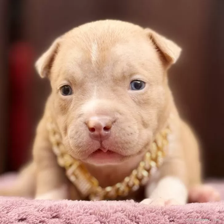 ID:2412-07338の子犬