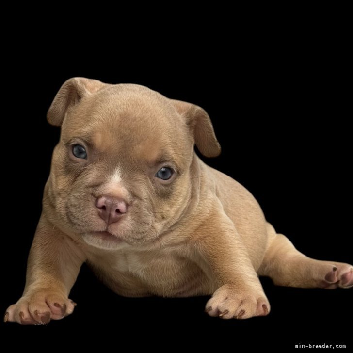 ブリーダー画像