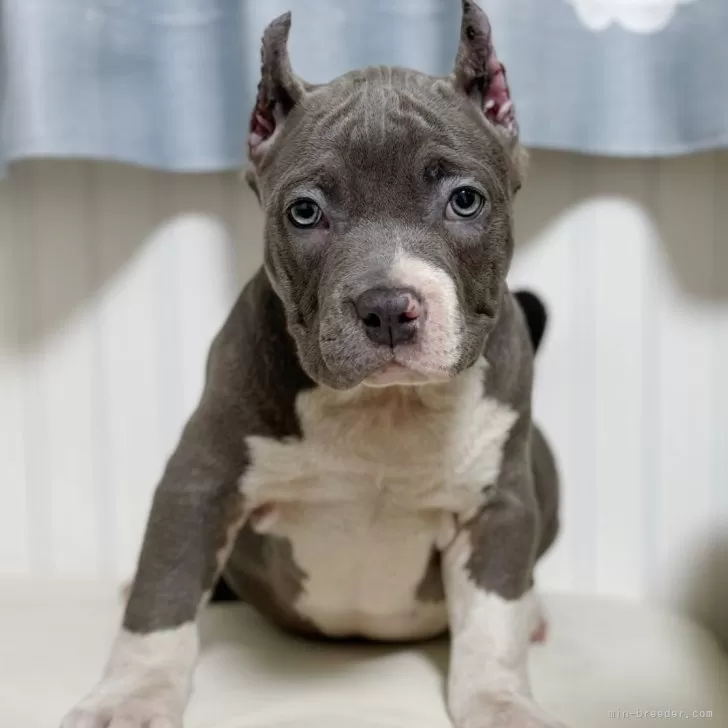 もり 様のお迎えした子犬