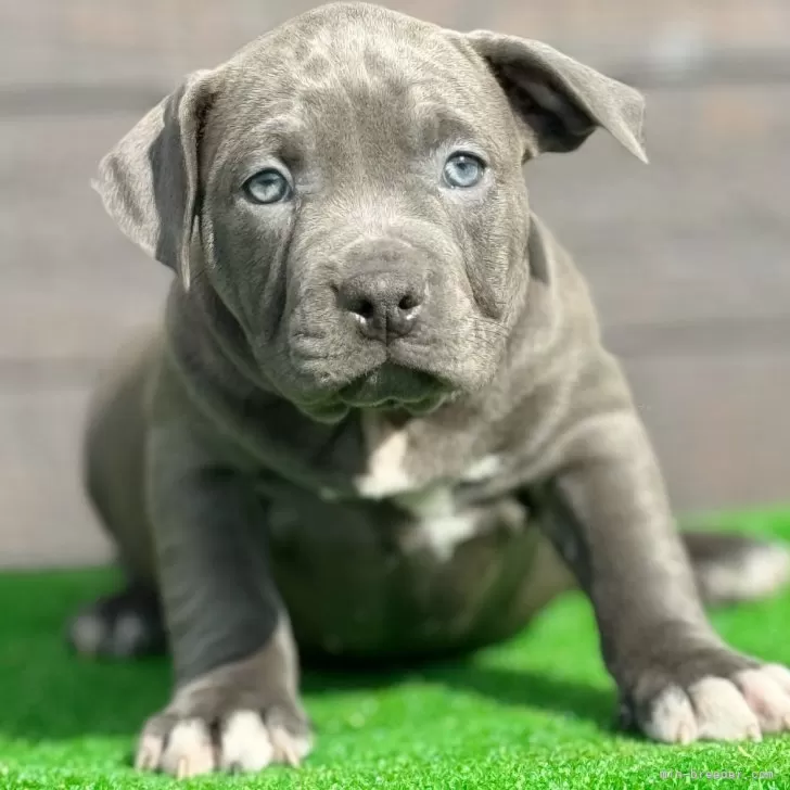 ID:2412-07692の子犬