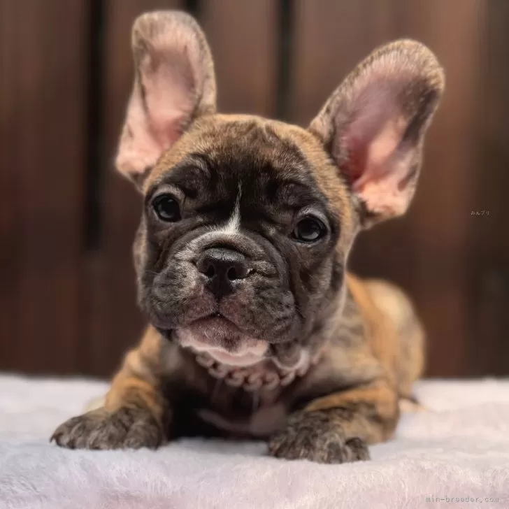 ID:2505-03381の子犬