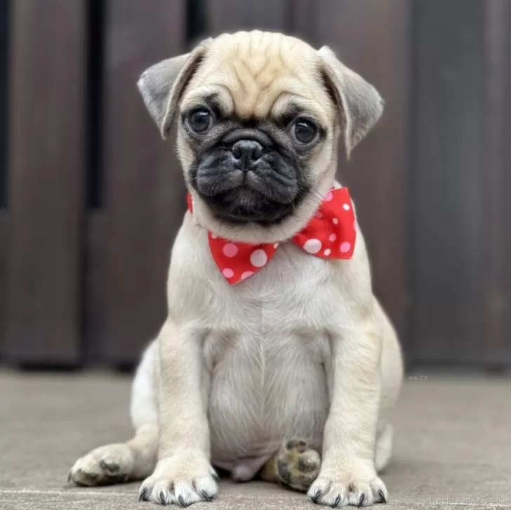 ID：2504-06407の子犬