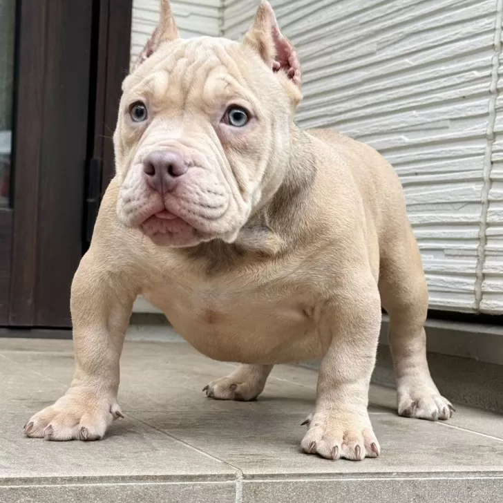 ID:2501-04671の子犬