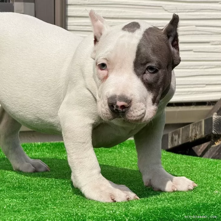 ID:2412-07696の子犬