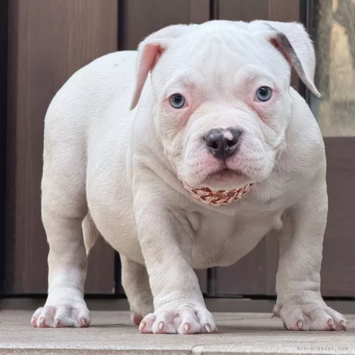 ID：2505-03373の子犬