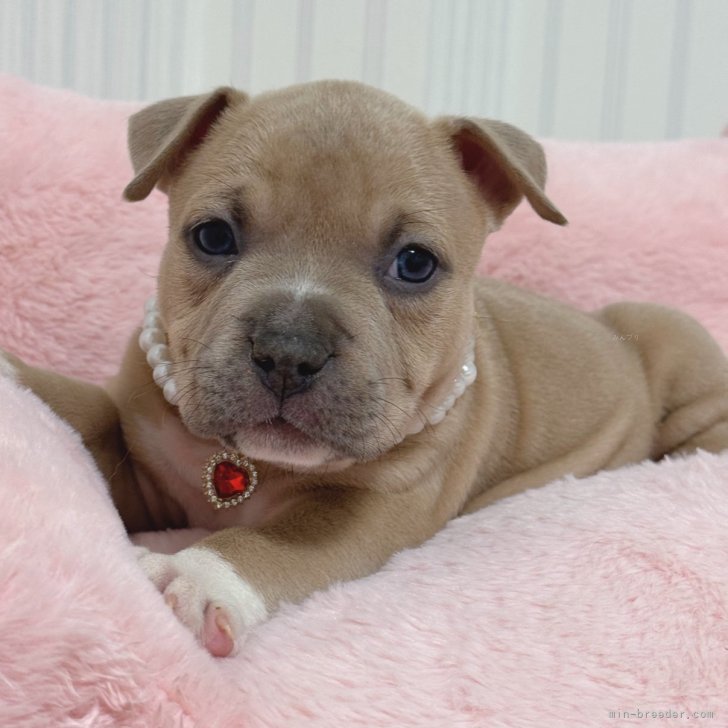 ブリーダー画像