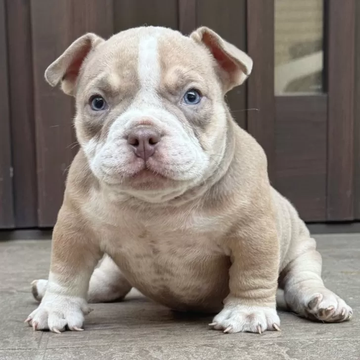 アメリカンブリー【香川県・男の子・2025年9月23日・ライラックタン&amp;ホワイト】の写真1