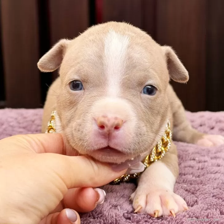 ID:2412-07337の子犬