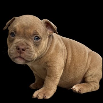 アメリカンブリー【香川県・男の子・2025年9月23日・レッド】の写真「エキゾチックブリーになります！」