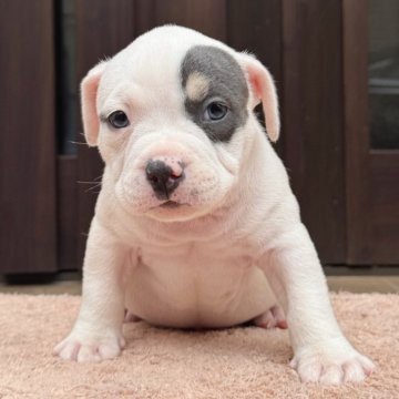 アメリカンブリー【香川県・男の子・2025年10月17日・ブルータン&ホワイト】の写真「チャームポイントが可愛い子です🩷」