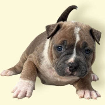 アメリカンブリー【香川県・女の子・2025年9月27日・トライカラー】の写真「トライカラーの女の子🤎」