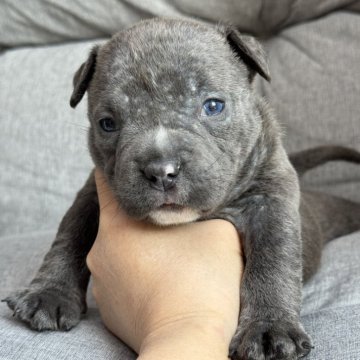 アメリカンブリー【香川県・女の子・2025年9月27日・ブルー】の写真「大人気のブルーです✨✨」