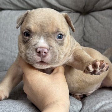 アメリカンブリー【香川県・男の子・2025年9月23日・ライラック【タン】】の写真「エキゾチックブリーになります！」