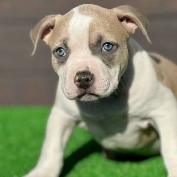 アメリカンブリー【香川県・女の子・2024年10月30日・シャンパンホワイト】の写真「即決プライス‼️
明日までのお値下げになります✨」