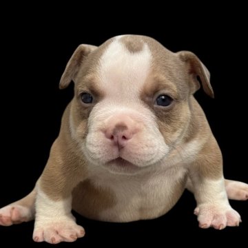 アメリカンブリー【香川県・男の子・2025年9月23日・ライラックタン&ホワイト】の写真「エキゾチックブリーになります！」