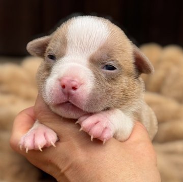 アメリカンブリー【香川県・女の子・2025年10月17日・シャンパン&ホワイト】の写真「ポケットタイプになります。」