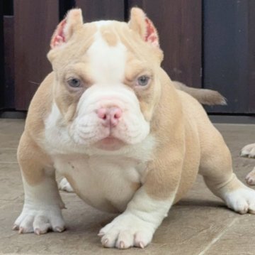 アメリカンブリー【香川県・男の子・2025年9月23日・ライラックタン&ホワイト】の写真「頭の大きさ、骨格ともに素晴らしい✨✨」