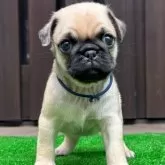 パグ