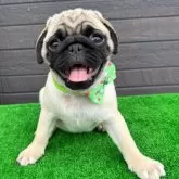 パグ