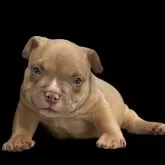 アメリカンブリー