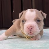 アメリカンブリー