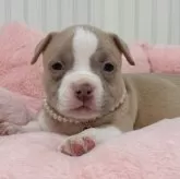 アメリカンブリー