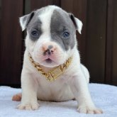 アメリカンブリー